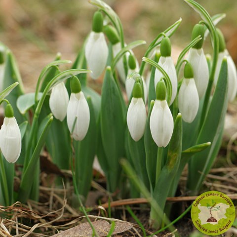 🤍 Луковици Galanthus woronowii – красиво ранноцъфтящо кокиче 🌸 за градината. Подходящо за алпинеуми, цветни групи и засаждане под дървета 🌳.