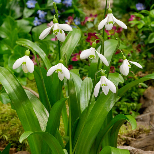 🌱 Кокиче Galanthus elwesii – луковици | Едроцветно кокиче