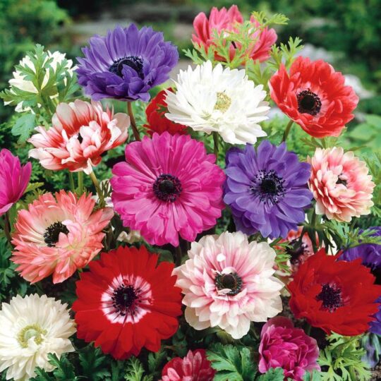 🌺 Анемоне микс в красиви цветове за вашата градина! 🌈 Подходящи за цветни лехи, бордюри и саксии. Създайте впечатляващи цветни композиции! 🌿