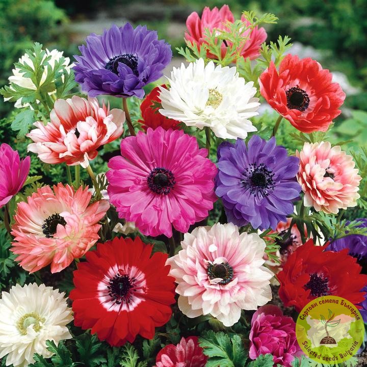 ANEMONE ST. BRIGID, MIXED 🌺 Анемоне микс в красиви цветове за вашата градина! 🌈 Подходящи за цветни лехи, бордюри и саксии. Създайте впечатляващи цветни композиции! 🌿