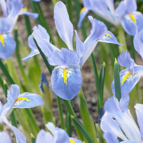 💙 Мини ирис син с красиви сини цветове! 🌸 Идеален за алпинеуми, цветни лехи и саксии. 🌿 Добавете елегантност и свежест към вашата градина!