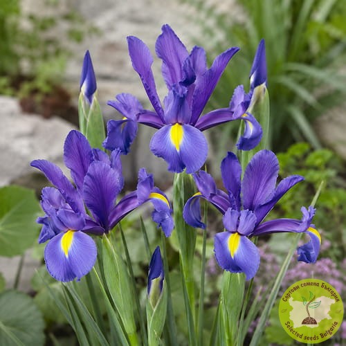 💜 Мини ирис цикламен с красиви цикламенови цветове! 🌸 Идеален за алпинеуми, бордюри и саксии. 🌿 Добавете наситен цвят и очарование към вашата градина!