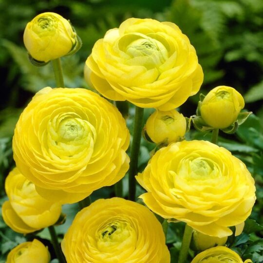 🌼 Жълто лютиче (Ranunculus) с пищни, многопластови цветове! 💛 Подходящо за градината, саксии и красиви букети. Внесете слънчево настроение у дома! 🌿