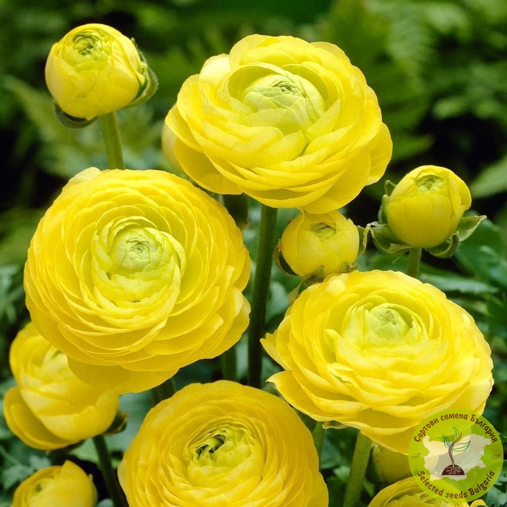 РАНУНКУЛУС ЖЪЛТ 🌼 Жълто лютиче (Ranunculus) с пищни, многопластови цветове! 💛 Подходящо за градината, саксии и красиви букети. Внесете слънчево настроение у дома! 🌿