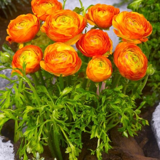 🧡 Лютиче оранжево (Ранункулус)