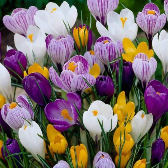 🌷 Минзухари микс в красиви цветове за вашата градина! 🌸 Създайте пъстри цветни килими с нежни минзухари и се насладете на очарователен цъфтеж. 🌿